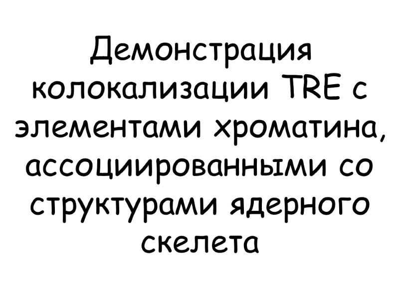 Демонстрация колокализации TRE c элементами хроматина, ассоциированными со структурами ядерного скелета